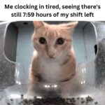 Funny Cat Memes