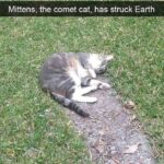 Funny Cat Memes