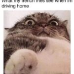 Funny Cat Memes