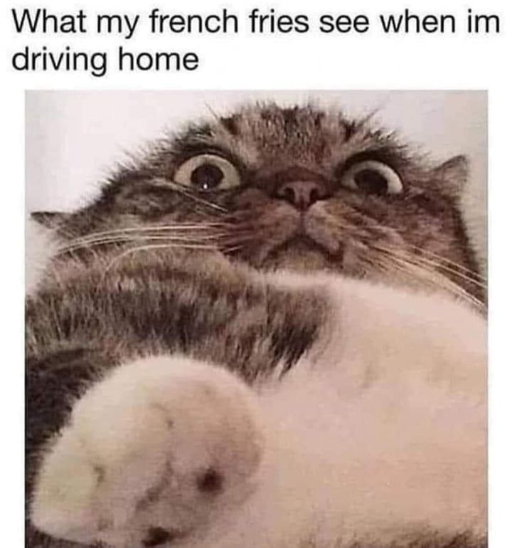 Funny Cat Memes