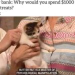 Funny Cat Memes