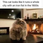 Funny Cat Memes