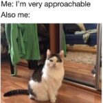 Funny Cat Memes