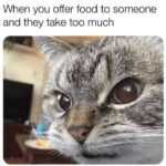 Funny Cat Memes