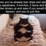 Funny Cat Memes