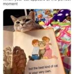 Funny Cat Memes