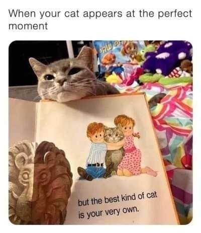 Funny Cat Memes