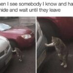 Funny Cat Memes