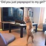 Funny Cat Memes