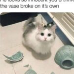 Funny Cat Memes