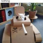 Funny Cat Memes