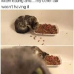 Funny Cat Memes