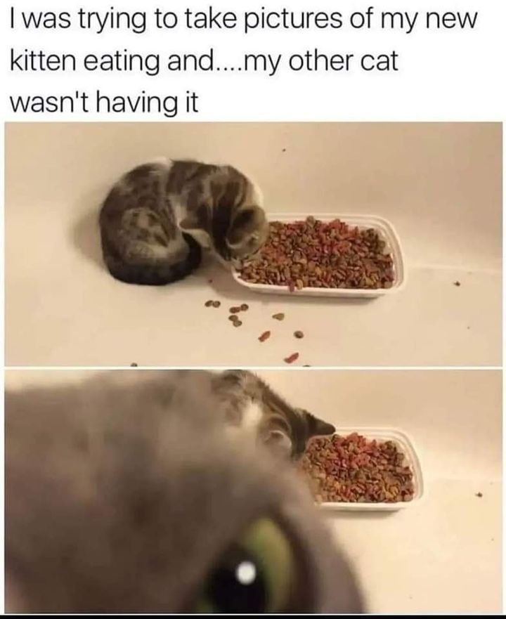 Funny Cat Memes