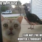 Funny Cat Memes