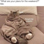 Funny Cat Memes