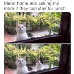 Funny Cat Memes