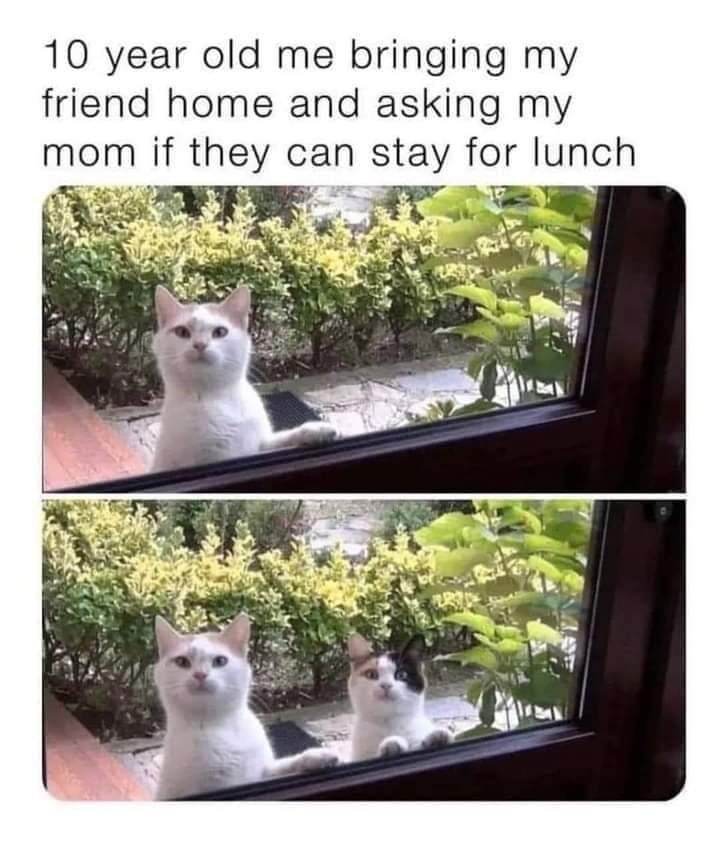 Funny Cat Memes