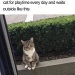 Funny Cat Memes