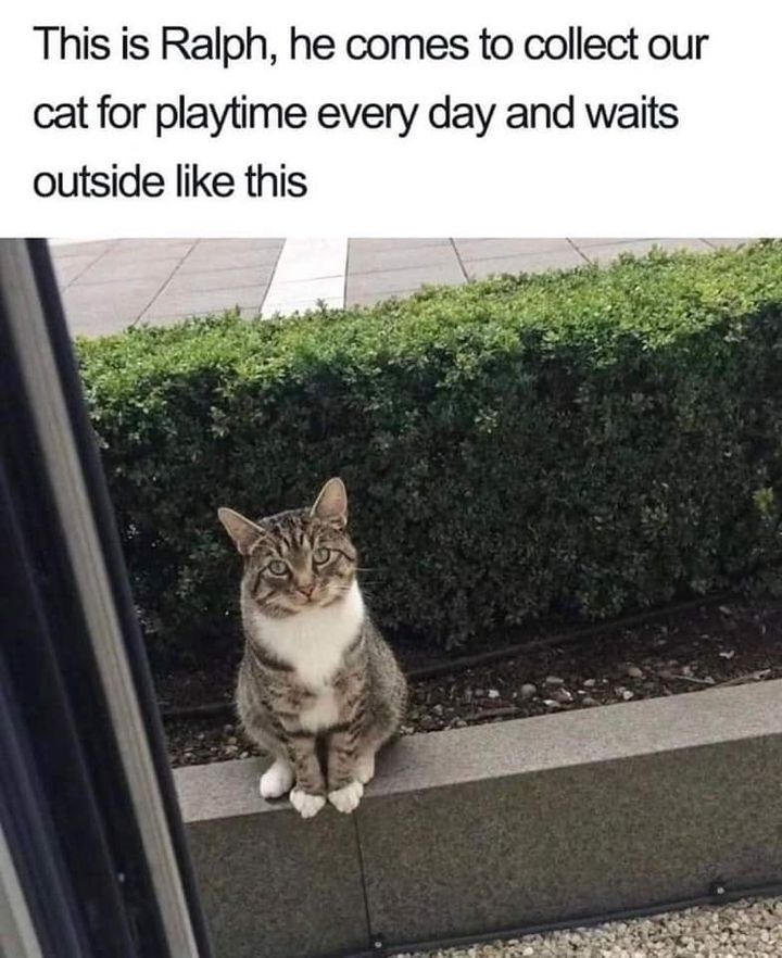 Funny Cat Memes