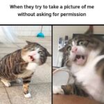 Funny Cat Memes