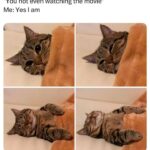 Funny Cat Memes