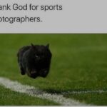 Funny Cat Memes