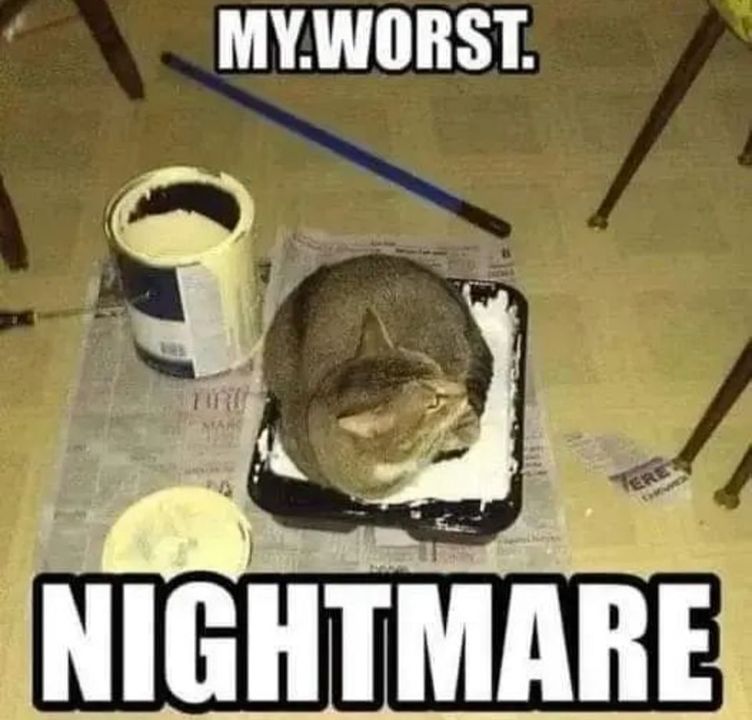 Funny Cat Memes