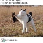 Funny Cat Memes