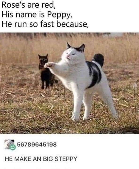 Funny Cat Memes