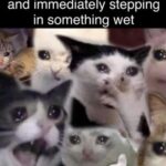 Funny Cat Memes