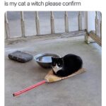 Funny Cat Memes