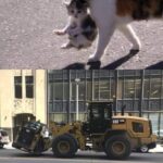 Funny Cat Memes