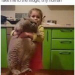 Funny Cat Memes