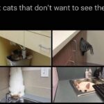 Funny Cat Memes