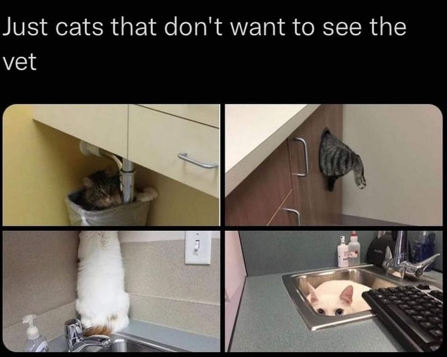 Funny Cat Memes