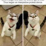 Funny Cat Memes