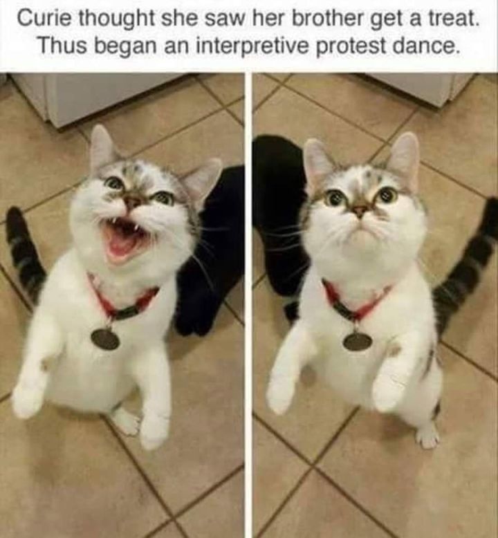 Funny Cat Memes