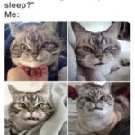 Funny Cat Memes