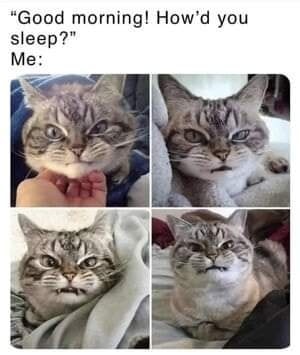 Funny Cat Memes