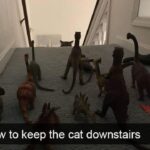 Funny Cat Memes