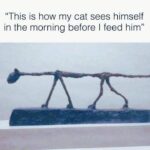 Funny Cat Memes