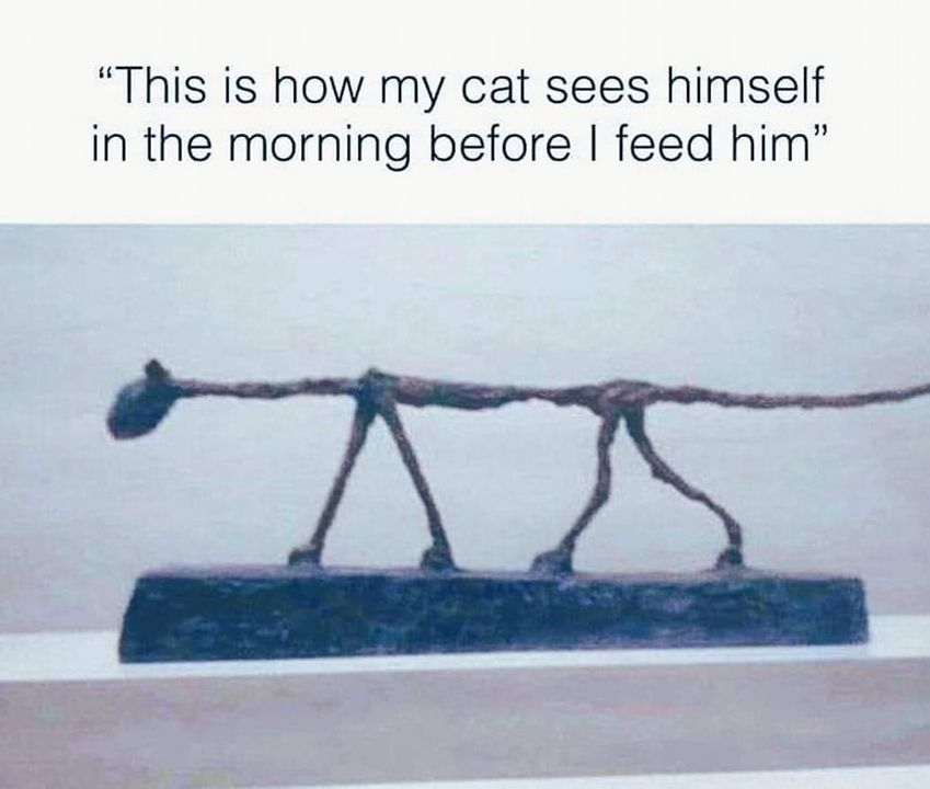 Funny Cat Memes