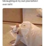 Funny Cat Memes