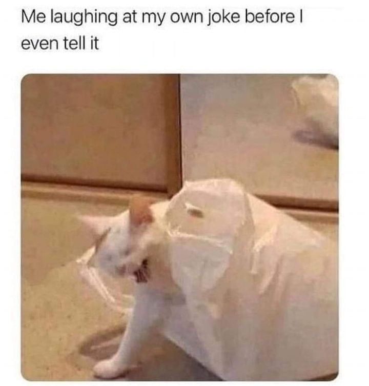 Funny Cat Memes