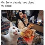 Funny Cat Memes