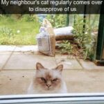 Funny Cat Memes