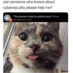 Funny Cat Memes