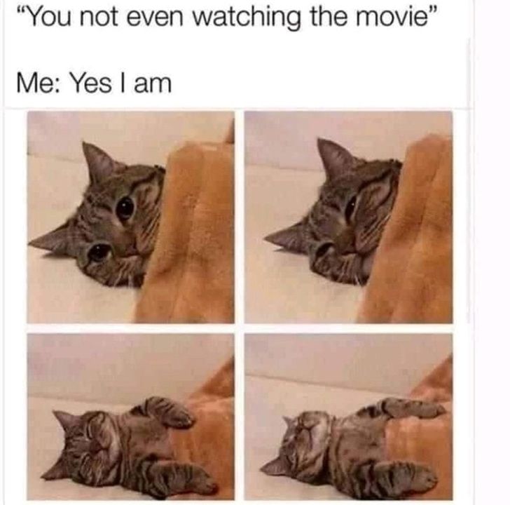 Funny Cat Memes