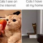 Funny Cat Memes