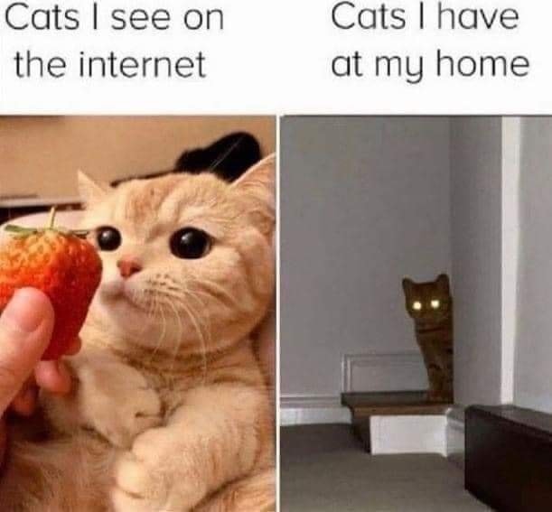 Funny Cat Memes